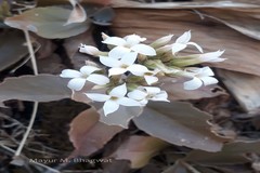 Kalanchoe olivacea